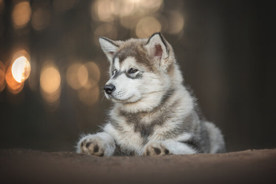 A three-month-old puppy of Alaskan malamute liying on a sandy hill against the backdrop of a pine forest and fiery sunset and looking away