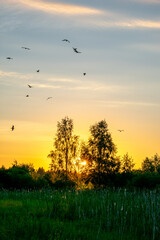 bright summer sunrise in the field
