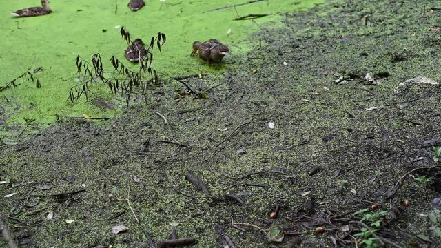 Wild ducks on the shore of the pond eat food. Swampy pond with duckweed. High quality 4k footage