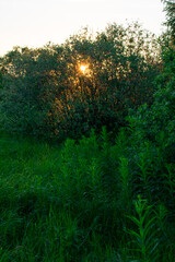 bright summer sunrise in the field