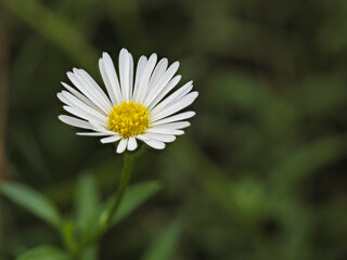 Tokyo,Japan - September 17, 2021: Closeup of small white daisy flower

 