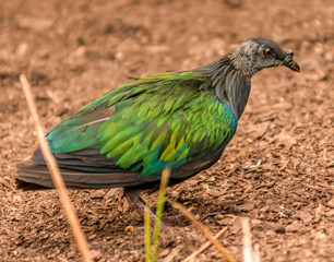 Pigeon de Nicobar à Saint-Aignan, Loir-et-Cher, France