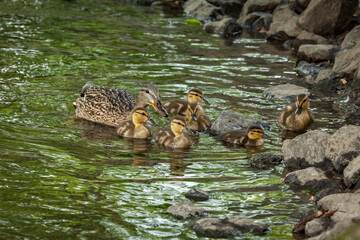 Beautiful Canada Mallard duckling in water.