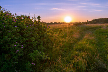 bright summer sunrise in the field