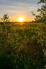 bright summer sunrise in the field