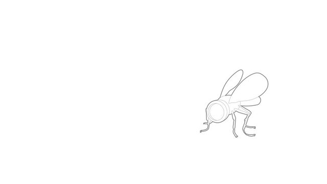 Spy fly icon animation best outline object on white background
