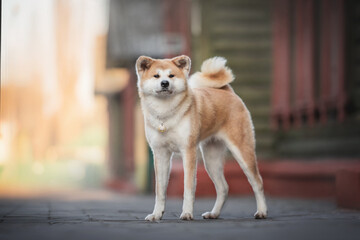 A serious female Akita inu standing against the backdrop of a sunset city landscape