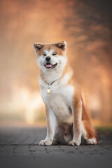 A serious male Akita inu sitting on the path against the backdrop of a sunset autumn landscape