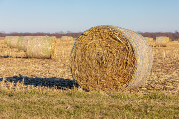 Corn stover bale in cornfield. Cattle feed, farming, biofuel and agriculture concept