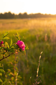 wild rose flowers in the field at dawn