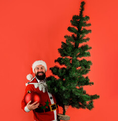 Santa man with christmas ball and pine tree. Bearded man preparing for new year party. Fir tree and christmas toy.