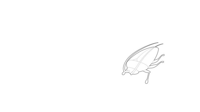 Cockroach icon animation best outline object on white background