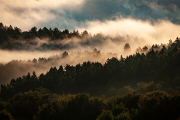 Pine forest in the mist and clouds