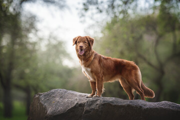 Nova scotia duck tolling retriever staying on a stone against the backdrop of flowering gardens. The mouth is open