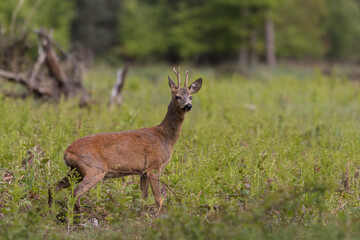 Male goat European Roe Deer Capreolus capreolus walks on a green meadow in the Stawy Milickie...