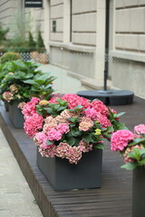 Background of pink Hydrangea in a black box. High quality photo