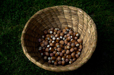 hazelnuts in a basket made of straw on the grass