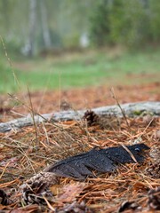 Black wet bird feather in forest.