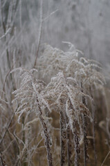 Hoarfrost covered grass, autumn trees. Foggy and frosty