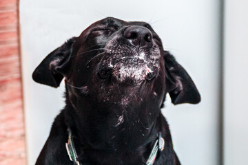 black labrador dog satisfied with delicious food