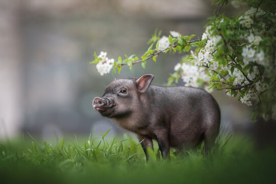 Сute gray minipig showing tongue near flowering bush