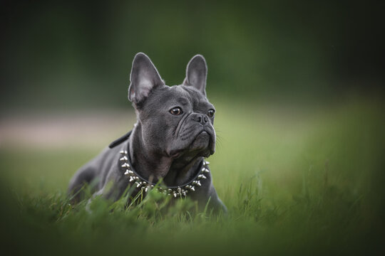 A serious French bulldog puppy in a spiked collar lying in the green grass against the background of a city park