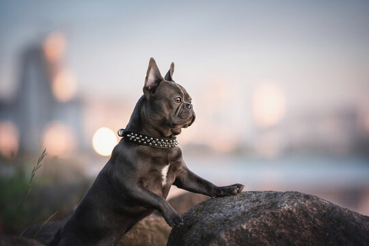 A blue French bulldog puppy with a spiked collar standing with its paws on a rock and looking thoughtfully into the distance against the backdrop of a sunset city landscape