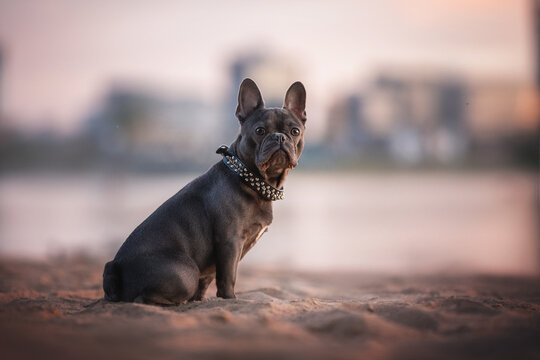 A serious French bulldog puppy sitting on the sand on the shore of a lake against the backdrop of a sunset city landscape
