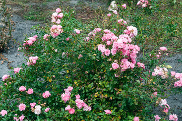 Fototapeta premium pink roses in the garden
