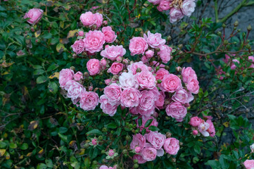 Fototapeta premium pink and white roses