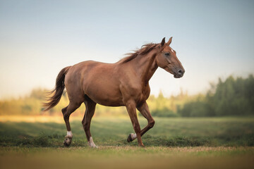Young red female horse with a long mane running across the field against the sunset sky and green forest