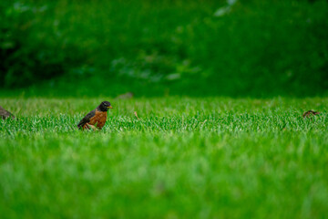 An American Robin in a Field of Grass