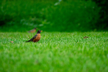 An American Robin in a Field of Grass