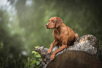 Hungarian vizsla lying on a huge wooden stump against the backdrop of a summer green landscape and looking away
