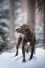 Blue pit bull dog standing in the snow against a pine forest