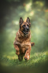 Funny German shepherd running through the grass against the background of the forest