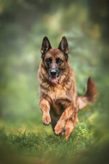 Funny German shepherd running through the grass against the background of the forest