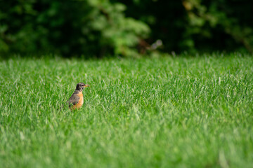 An American Robin in a Bright Green Grass Field