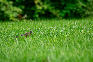 An American Robin Foraging in the Grass