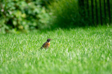 An American Robin in a Bright Green Grass Field
