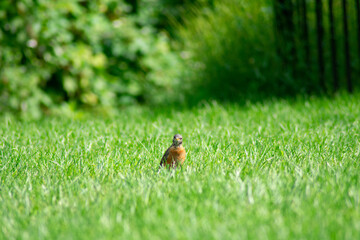 An American Robin in a Bright Green Grass Field