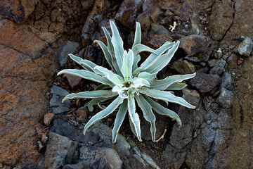 Little plant