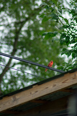 A Cardinal On a Telephone Wire Over a Gazebo