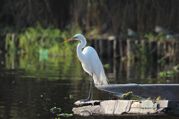 garza en canal de apatlaco e xochimilco