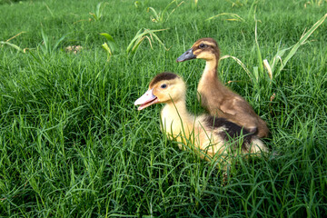 Ducks playing on the grass