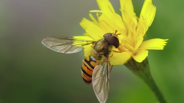 Macro shot of a hoverfly collecting pollen on a yellow flower of Leontodon autumnalis.