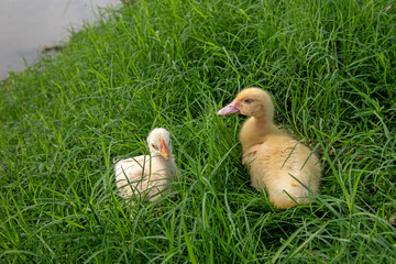 Ducks playing on the grass