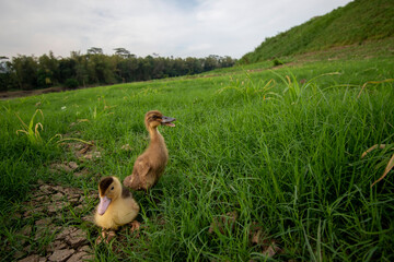 Ducks playing on the grass