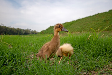 Ducks playing on the grass