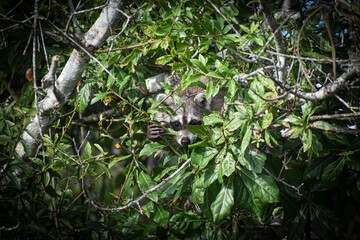 Raccoon hides in a tree